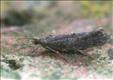 0456 (17.006) Ypsolopha horridella